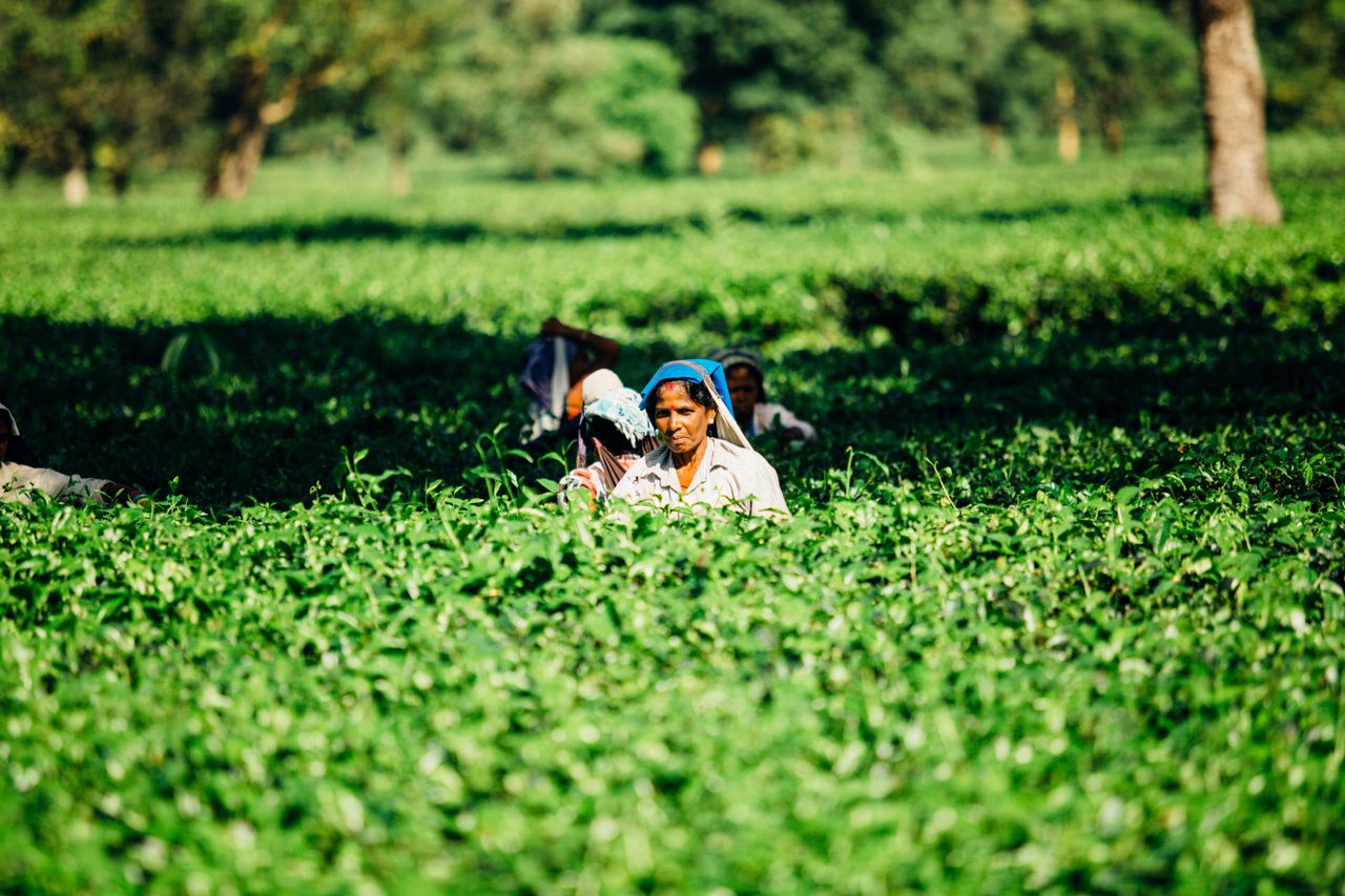 Indian women harvesting in lush green fields, showcasing rural agriculture and traditional farming practices.